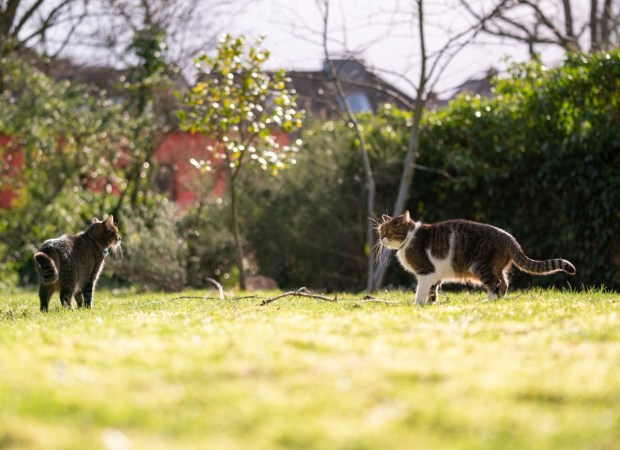 How To: Keep Cats Out of Your Yard - Bob Vila