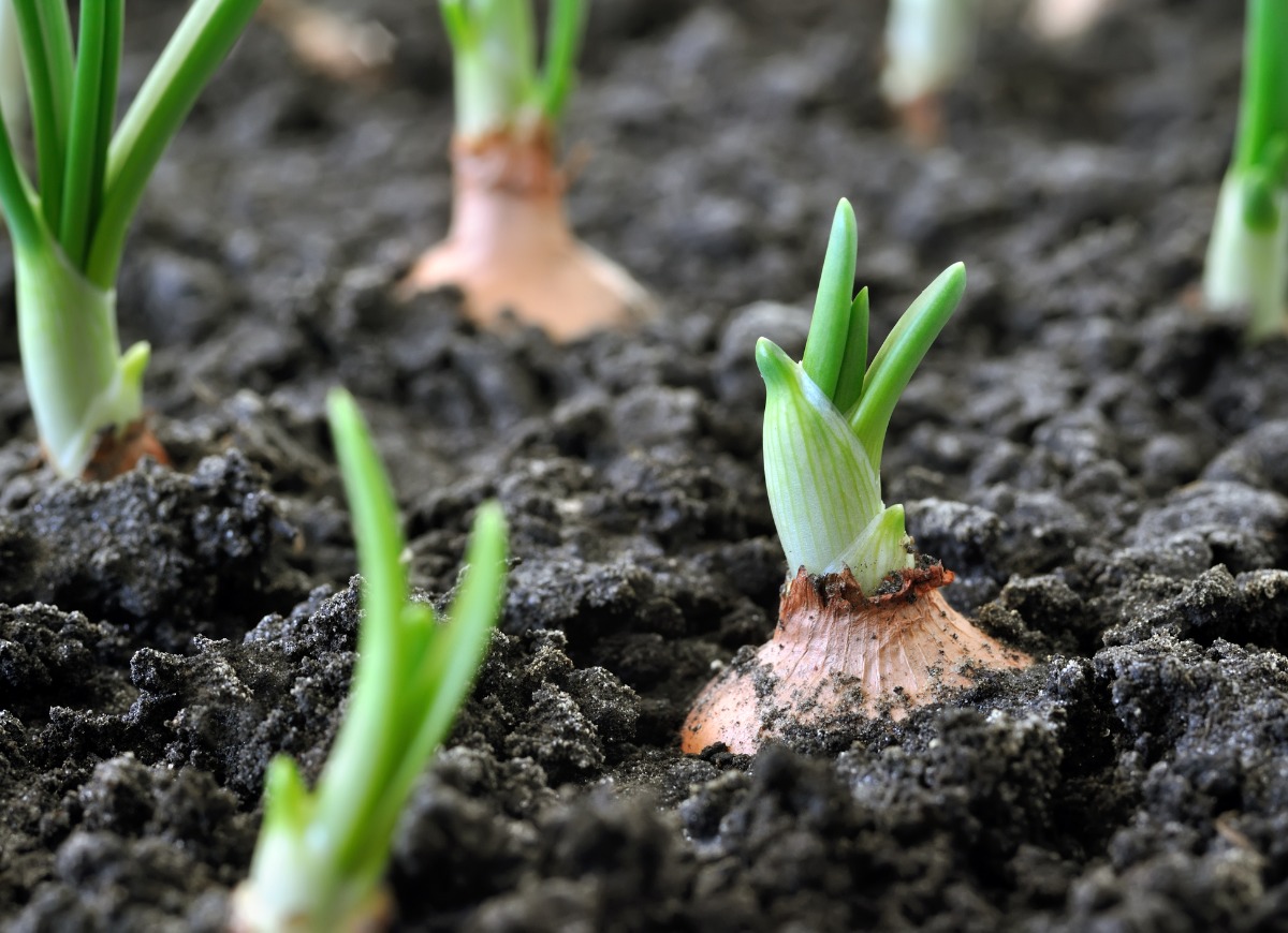 How to Grow Onions