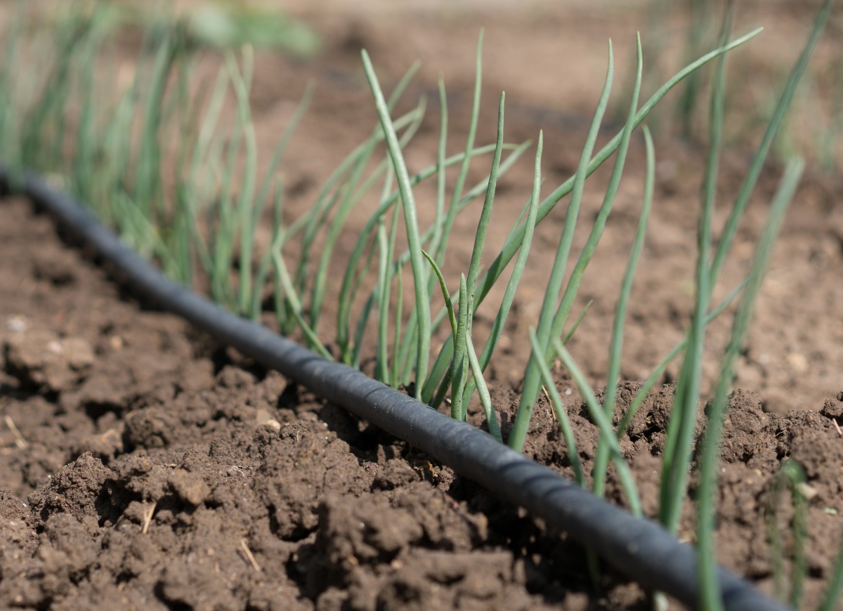 green-onion-seedling-drip-irrigation-system-picture-id1159352345