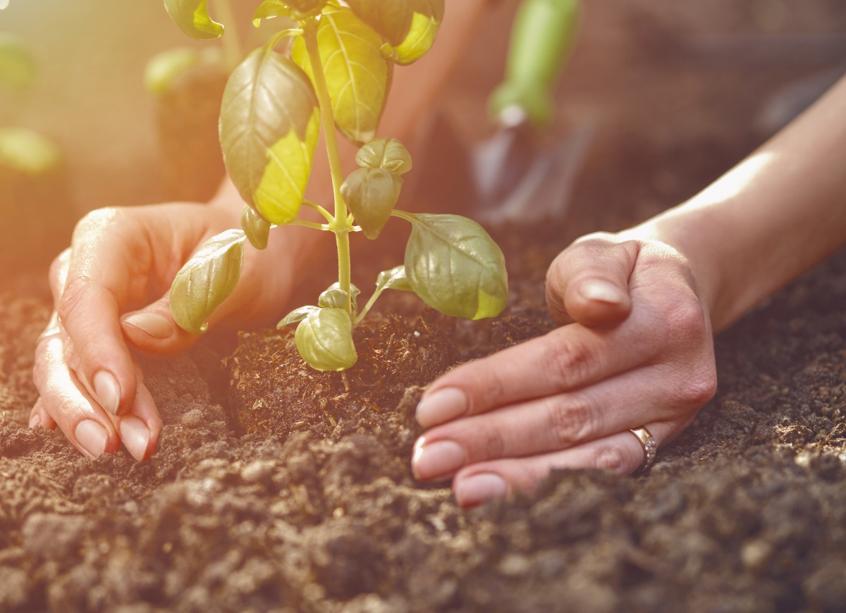 hands-of-unknown-lady-are-planting-young-green-basil-sprout-or-plant-picture-id1239757762