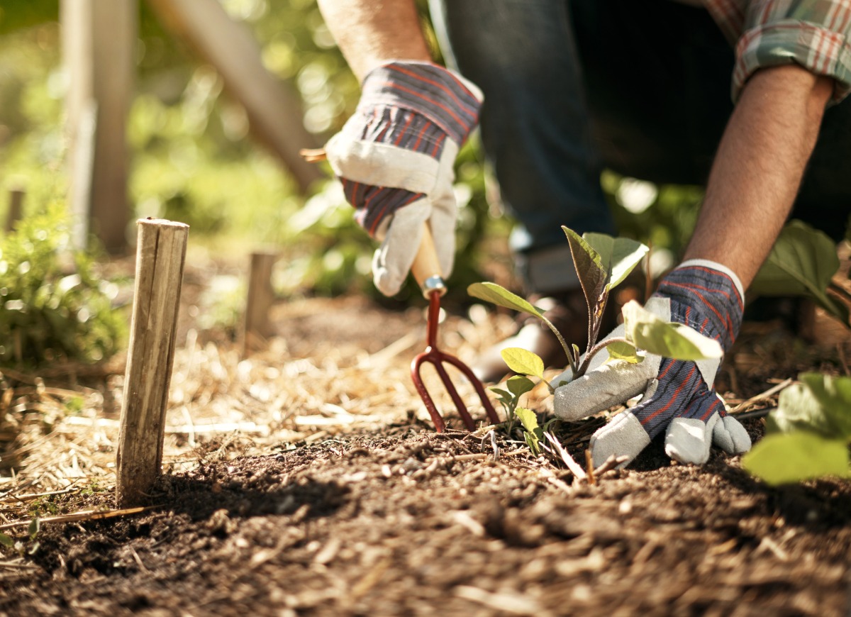 healthy-soil-is-the-key-to-feeding-the-world-picture-id688966642