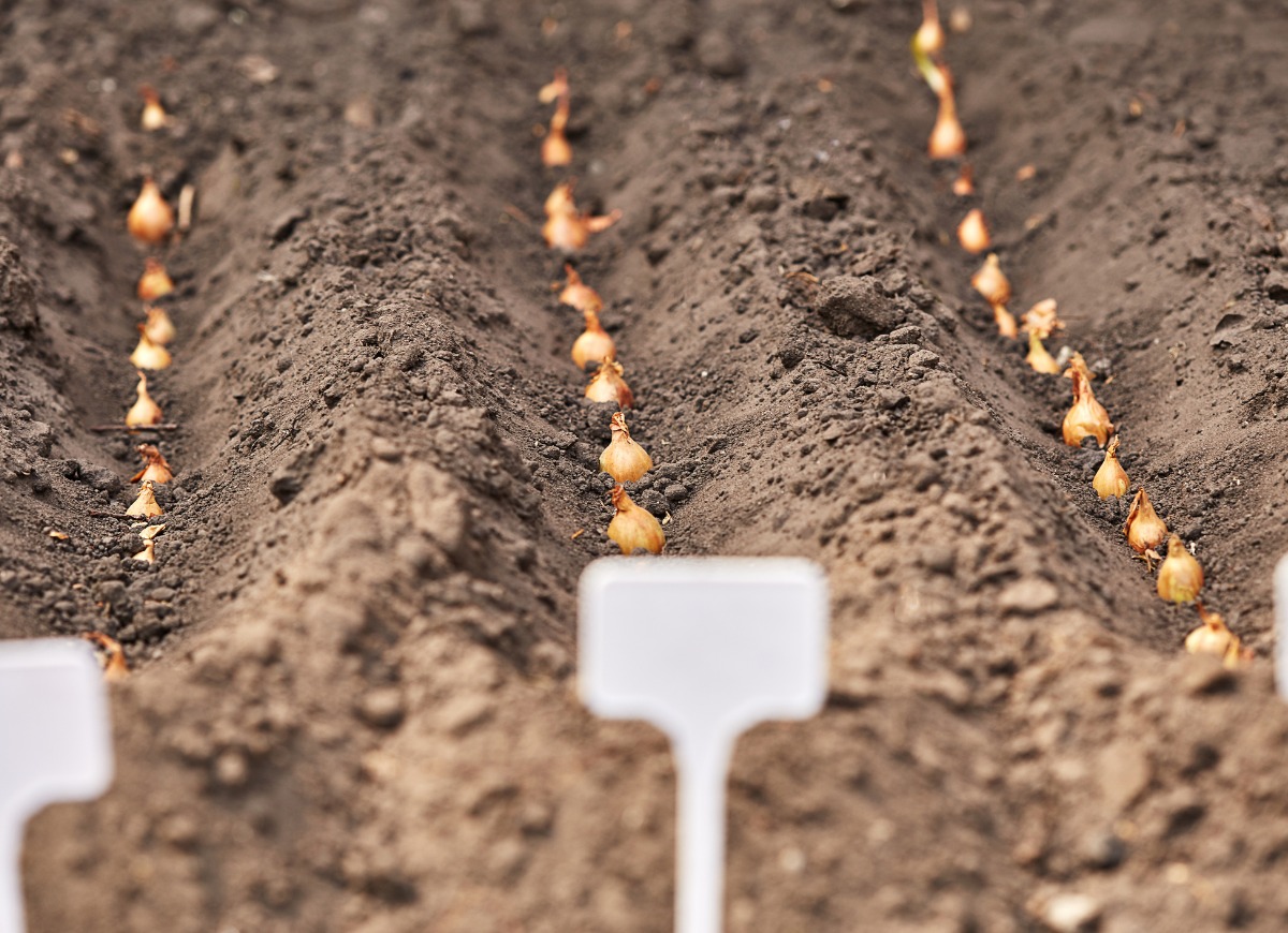 manual-planting-of-onions-in-the-ground-spring-gardening-garden-tools-picture-id1224855023