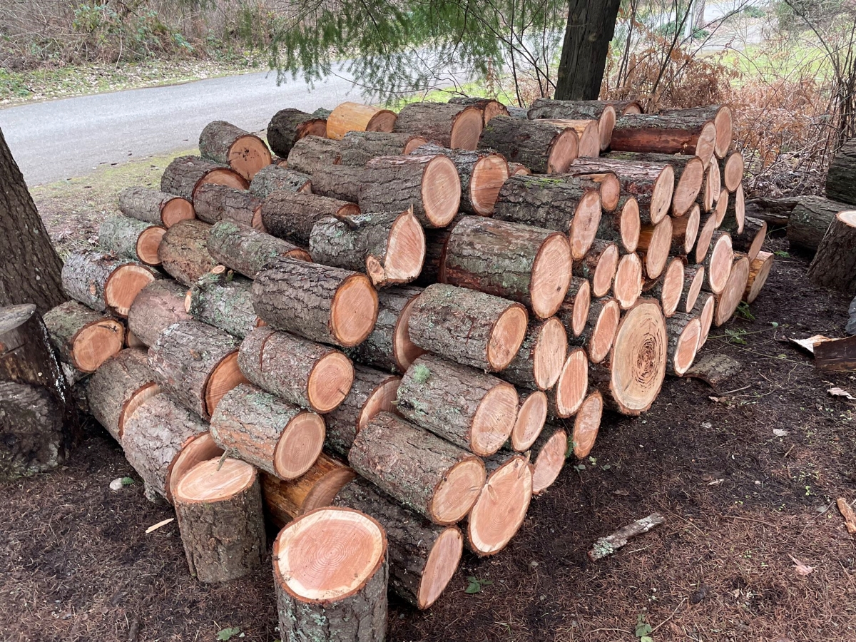 Douglas Fir logs.