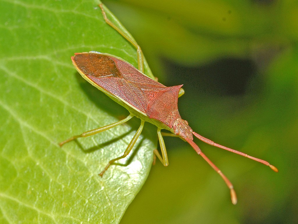 Assassin Bugs: Beneficial Insects That Kill Garden Pests - Bob Vila