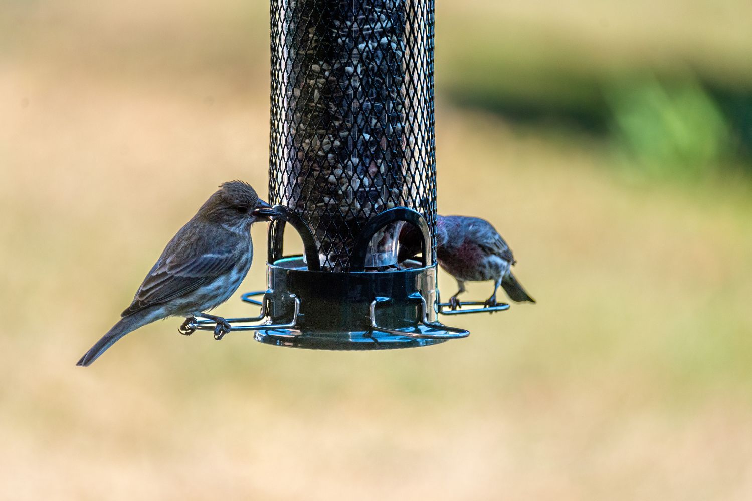 2 small birds eating seeds from a feeder