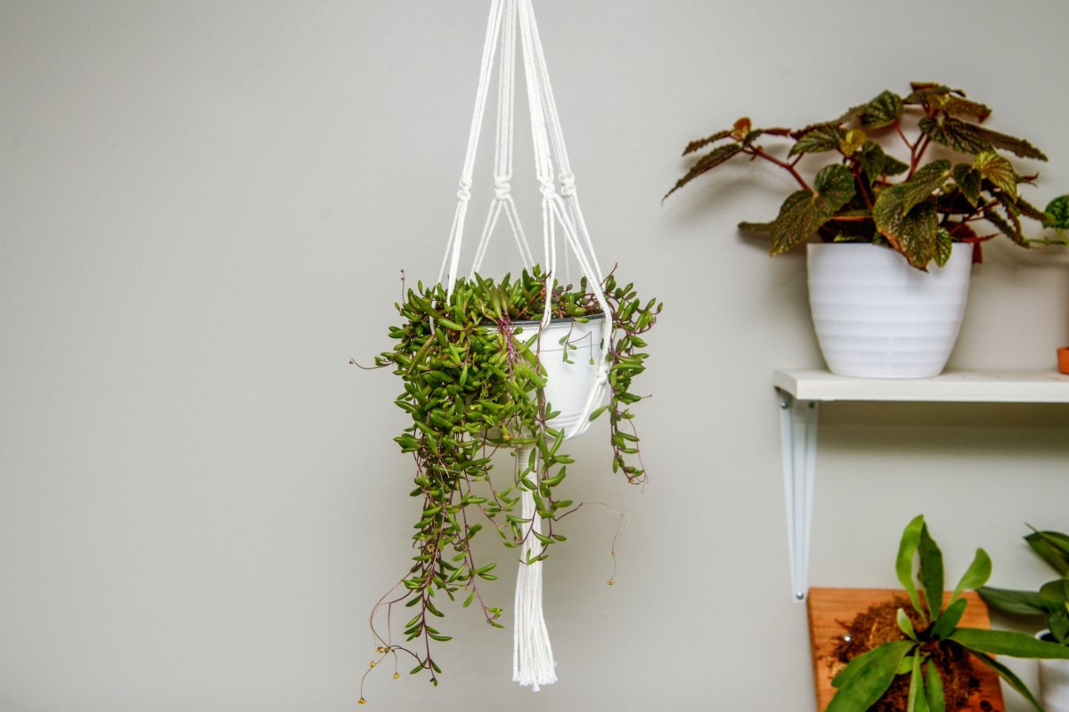 diy macrame plant hanger