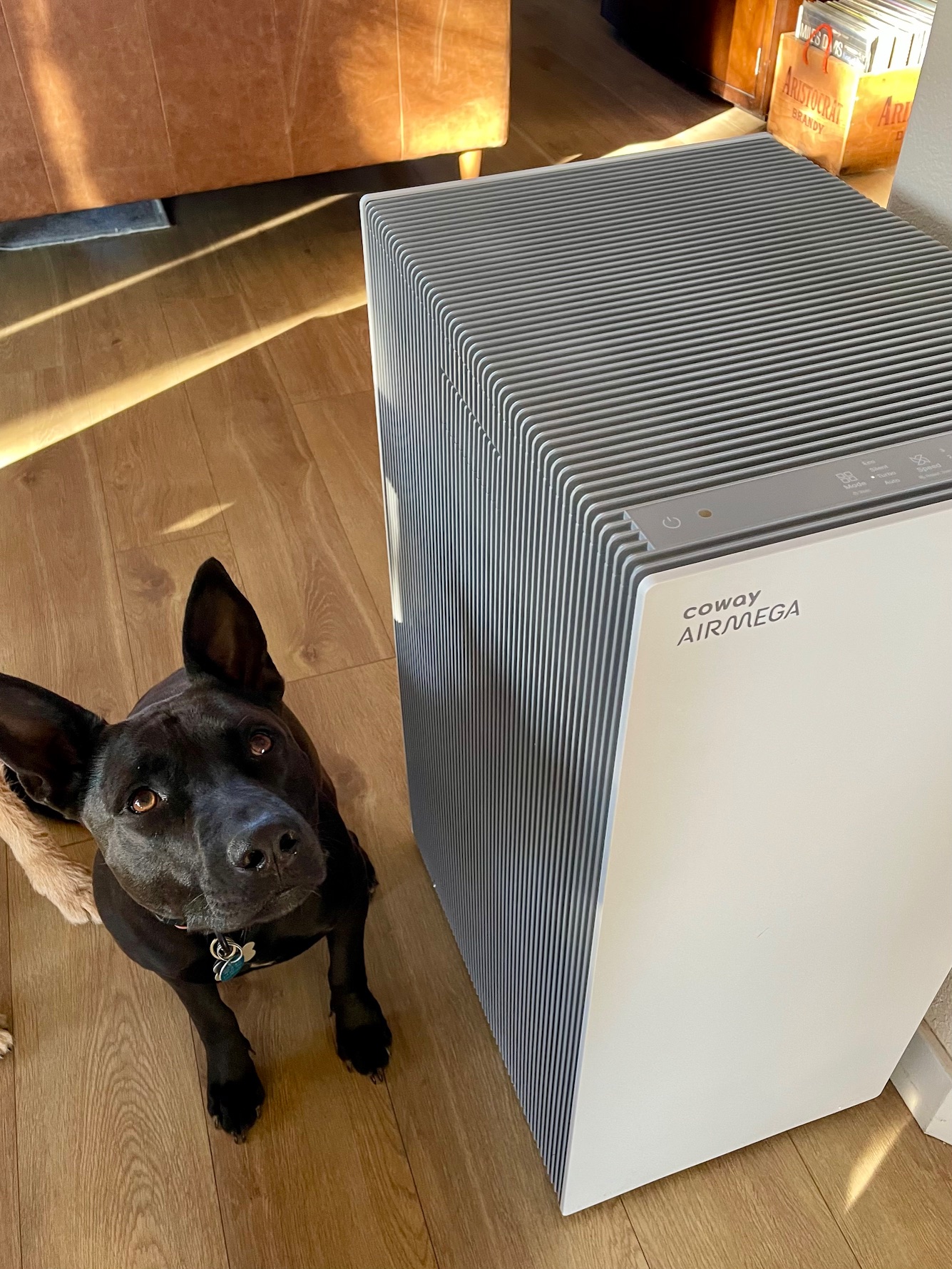 The Best Air Purifier for Pets Coway Pro X air purifier for pets