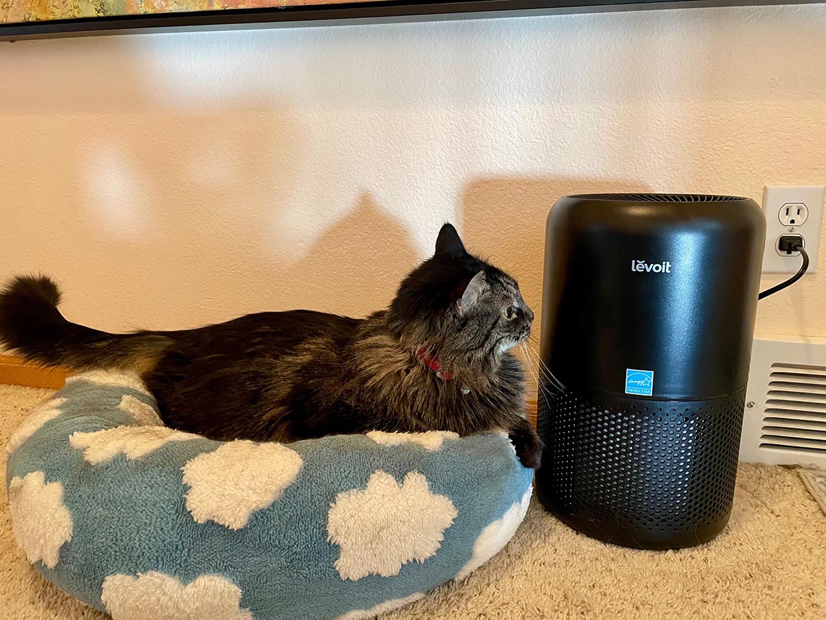 The Best Air Purifier for Pets Levoit Core 300 with cat