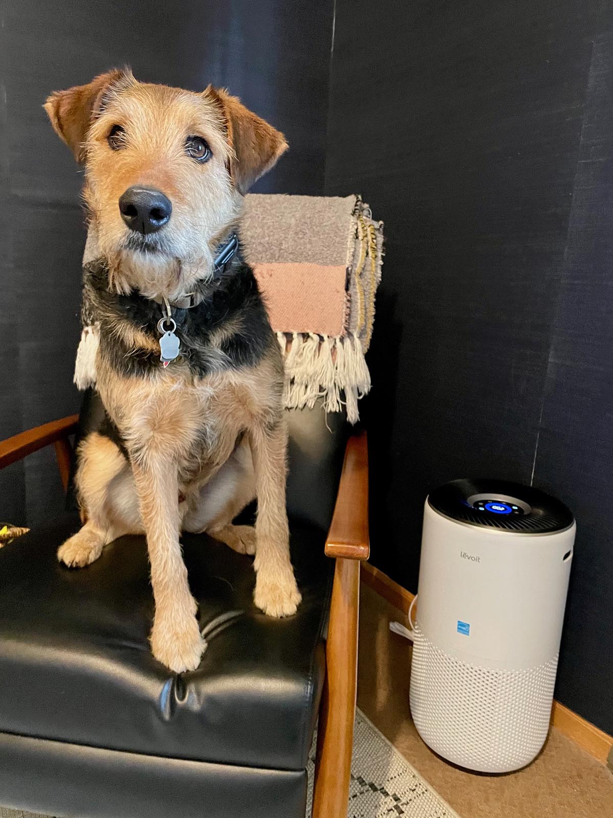 The Best Air Purifier for Pets Levoit Core 400S air purifier for pets