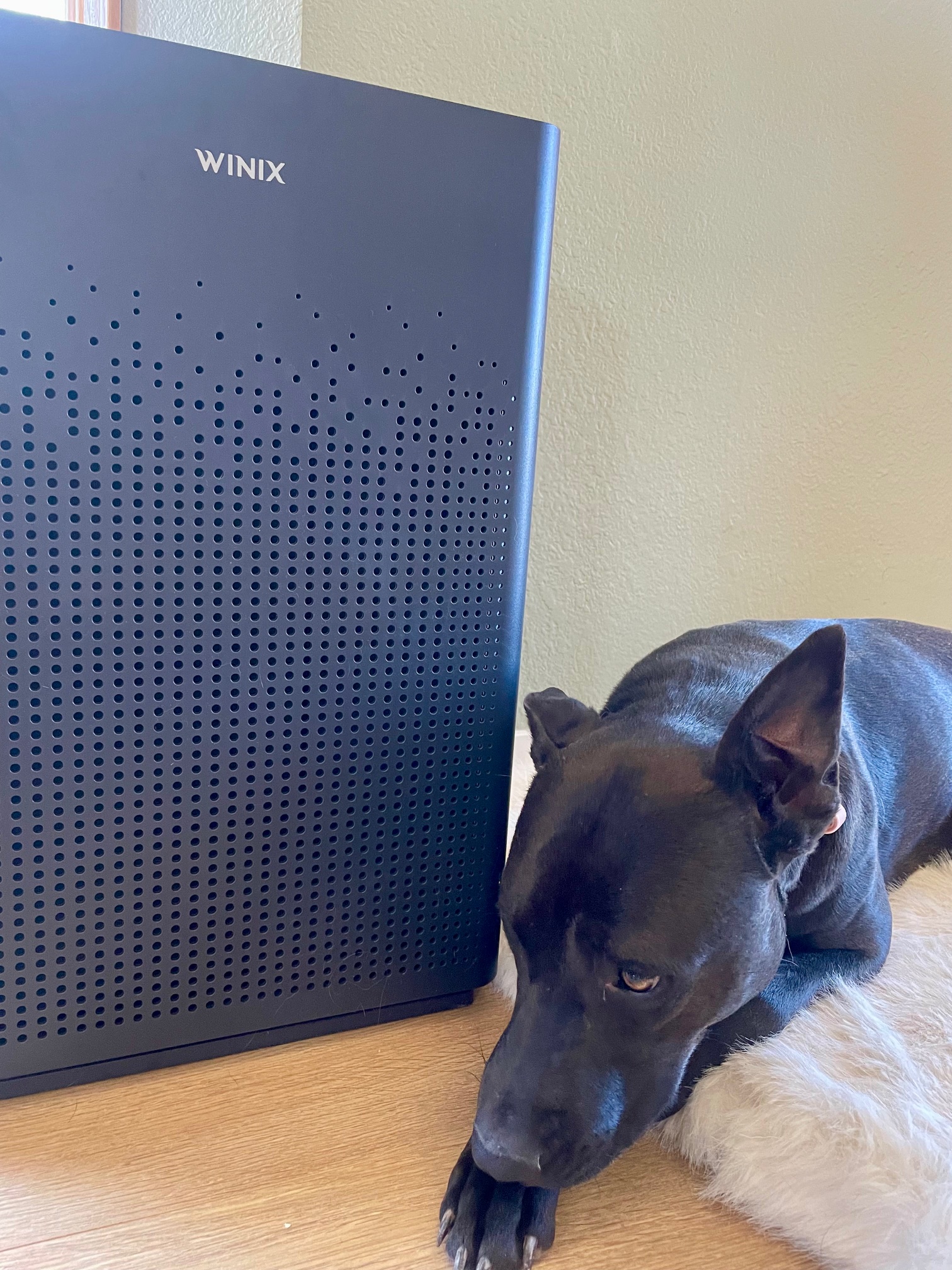 The Best Air Purifier for Pets Winix air purifer for pets with dog