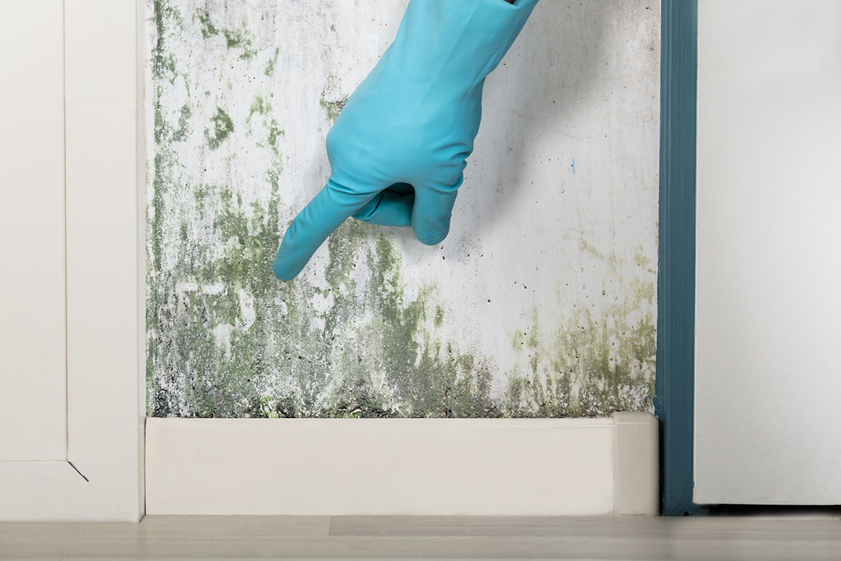 A hand in a light blue glove points to green mold growing on a white wall.