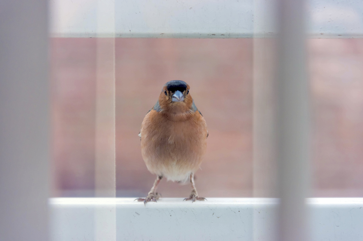 Finch on a white window sill looking toward house.