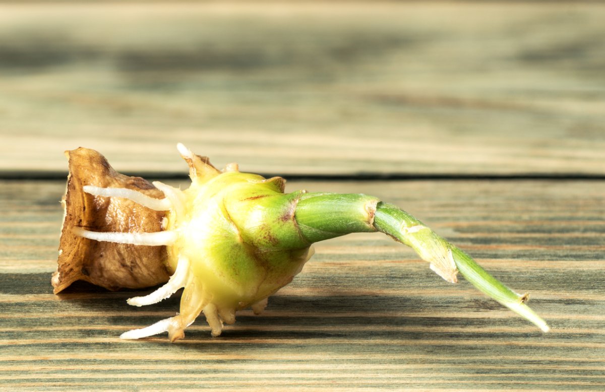 Ginger root with green sprout on a wooden background. Close up.