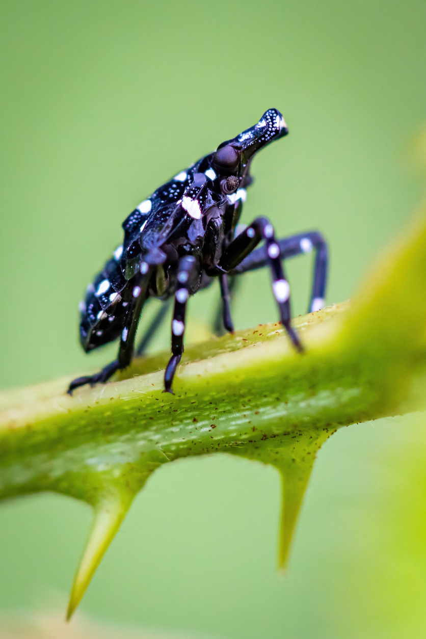 iStock-1347968801 spotted lanternfly spreading young spotted lanternfly nymph