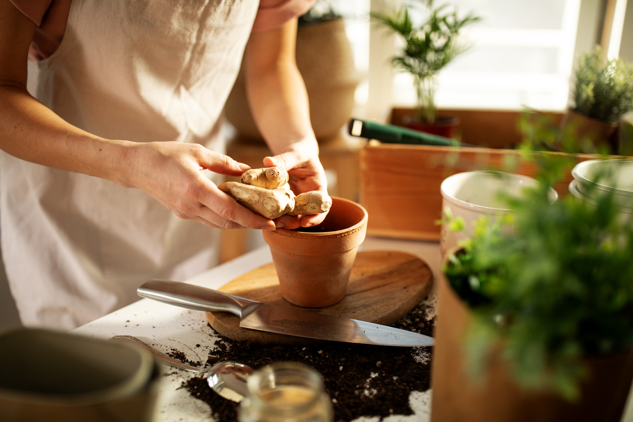 Sustainable planting plants, herbs, and vegetables in home environment, young woman potting home used plants for growing them indoors at home