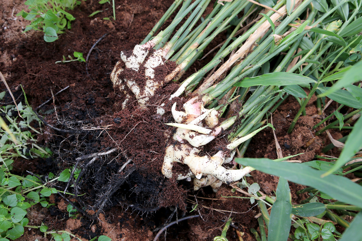 Freshly harvested young ginger in organic greenhouse