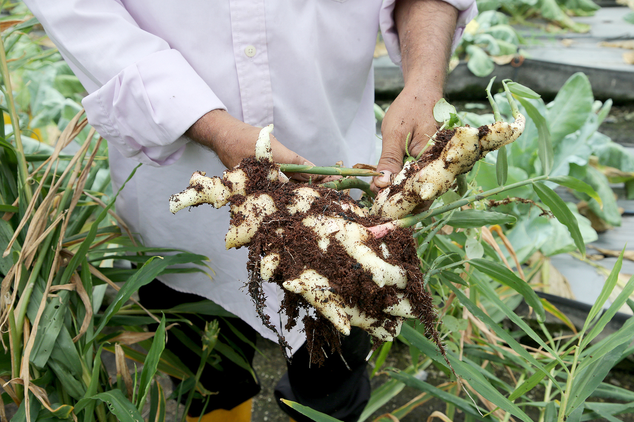 Agriculture Greenhouse