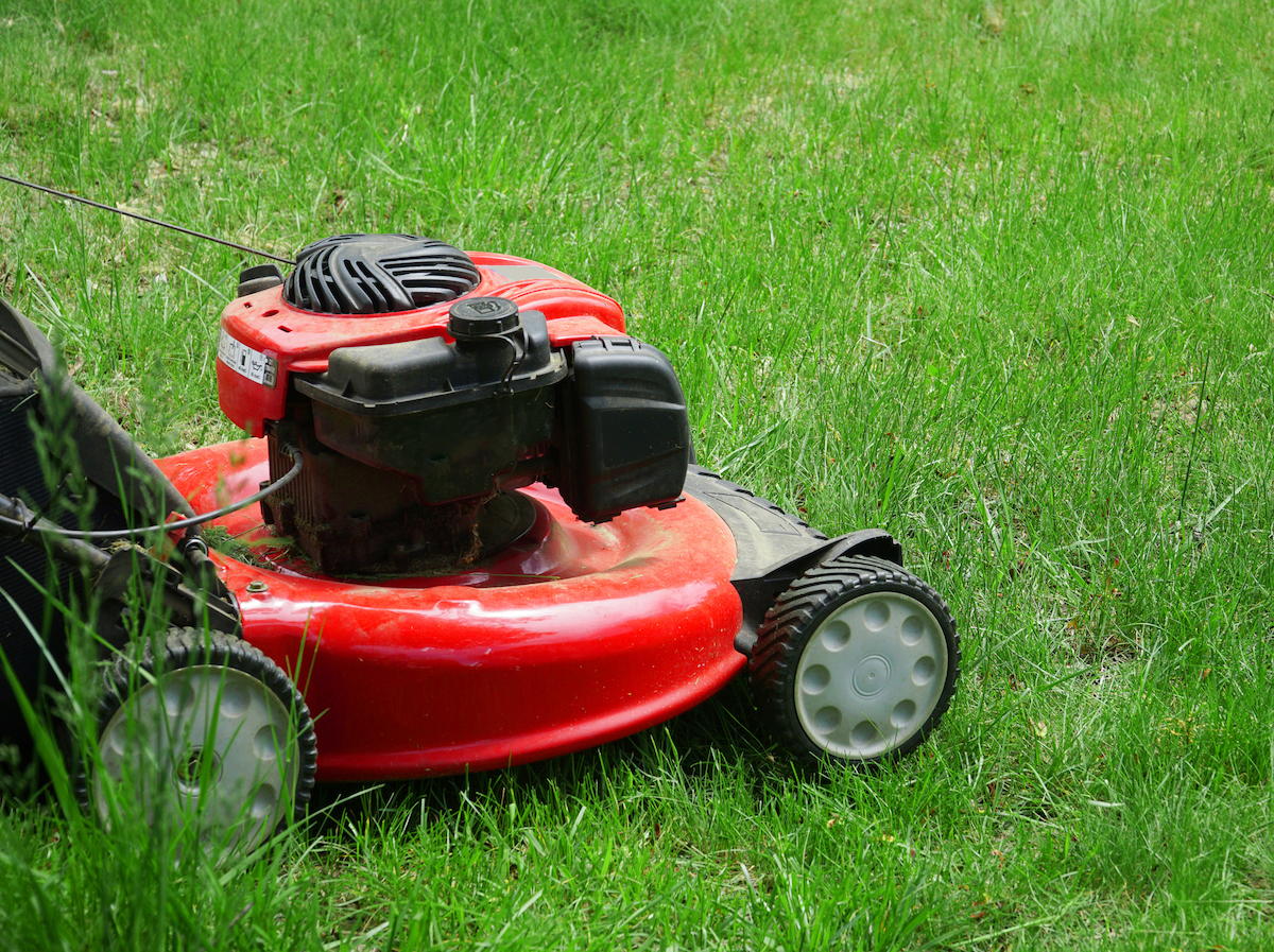 A red lawn mower is being used to cut grass to a medium length.