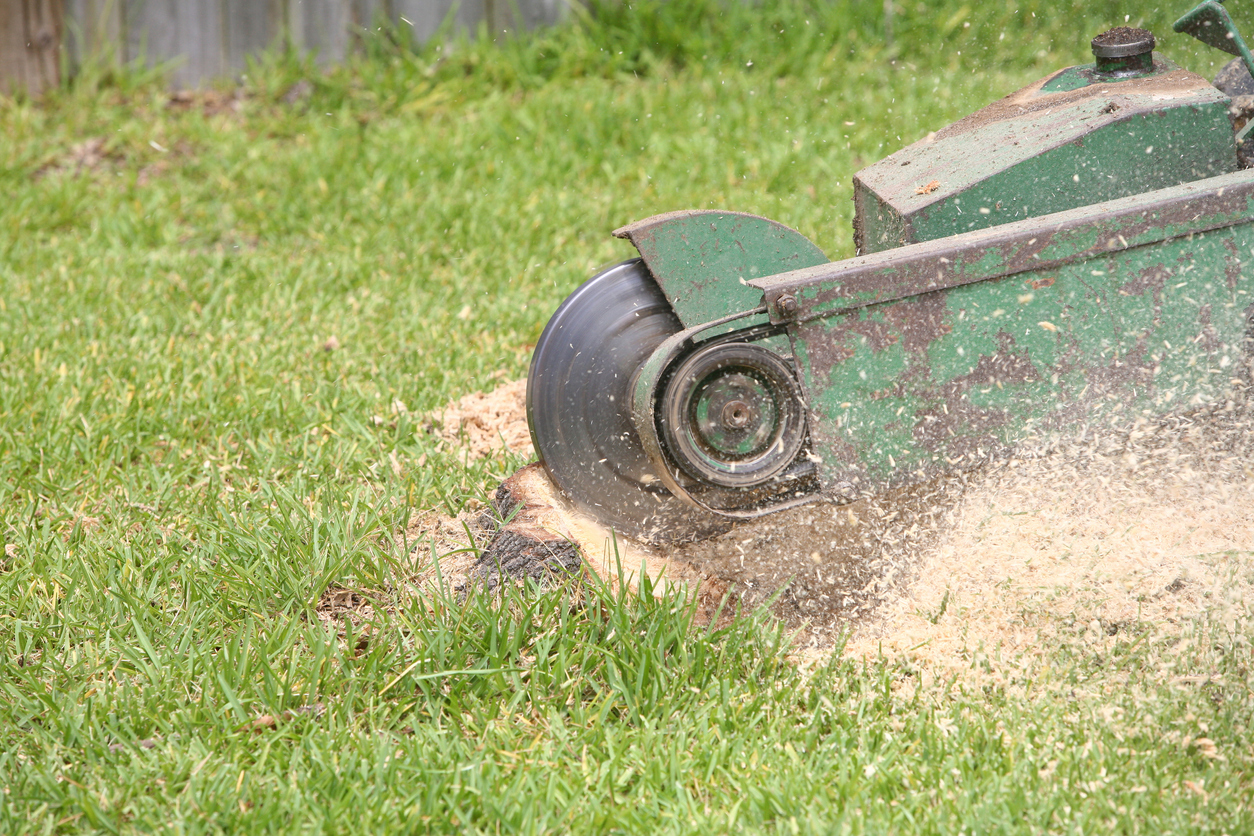 Green stump grinder used to remove dying tree trunk.