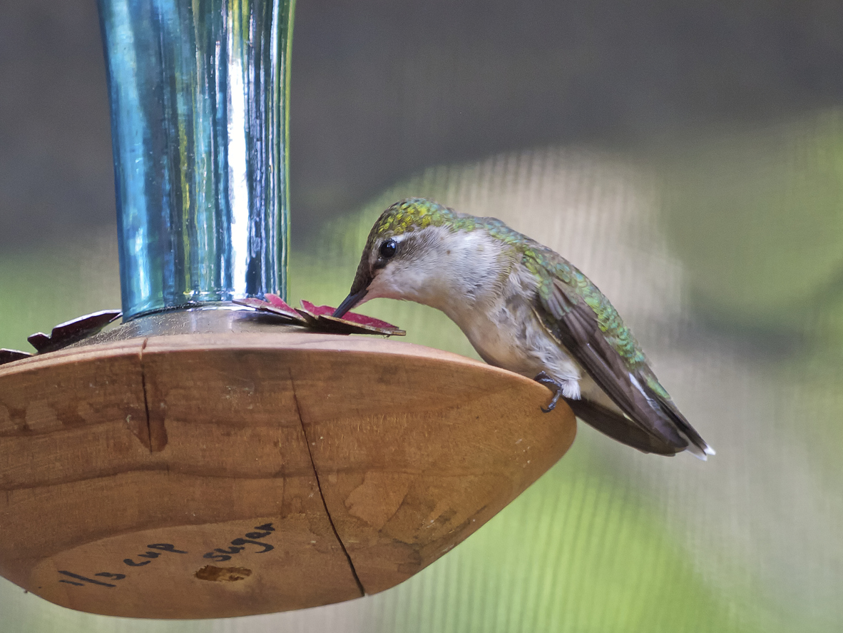 How to Make Hummingbird Food | Recipe + Feeding Tips - Bob Vila