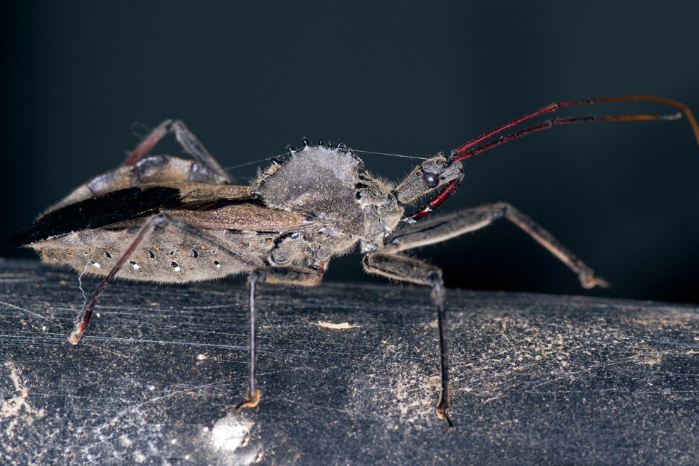 Assassin Bugs: Beneficial Insects That Kill Garden Pests - Bob Vila