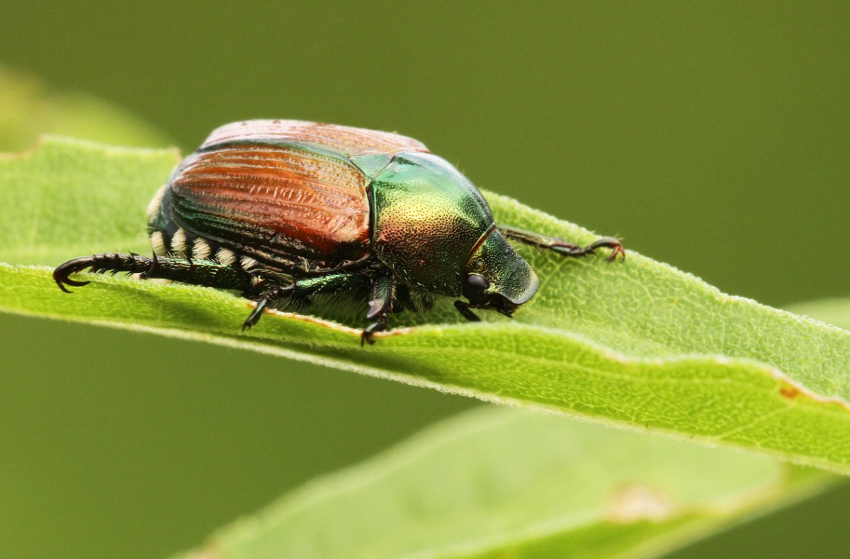 9 Natural Ways to Rid Your Garden of Japanese Beetles