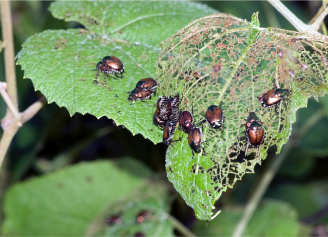 how to get rid of japanese beetles