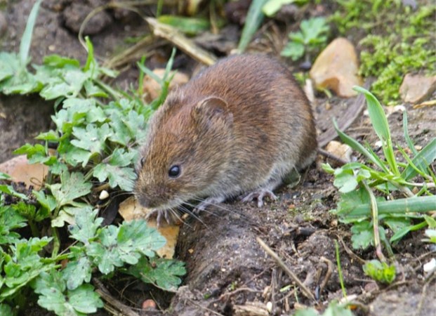 Vole vs. Mole: How to Tell Which Pest is Tunneling Through Your Yard ...