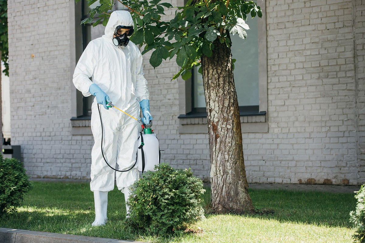 How to Get Rid of Cicadas: Turn to an Exterminator