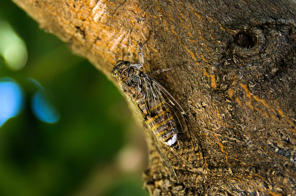 How to Get Rid of Cicadas