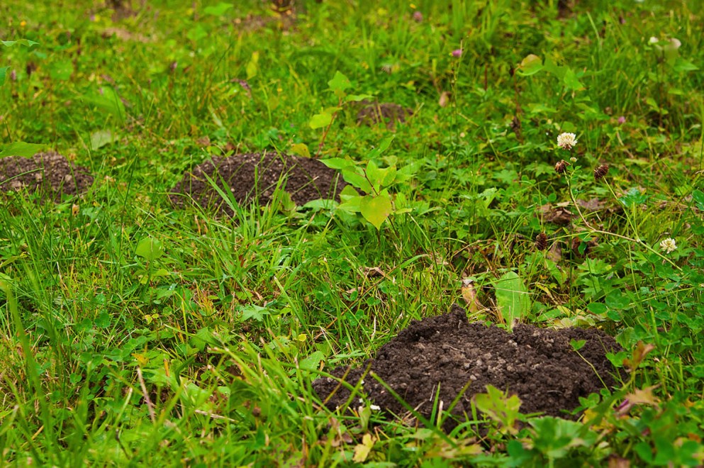 How to Get Rid of Groundhogs Humanely in 8 Easy Steps