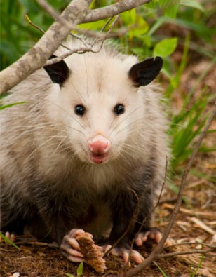 How To Get Rid Of Possums In Your Home Or Yard - Bob Vila