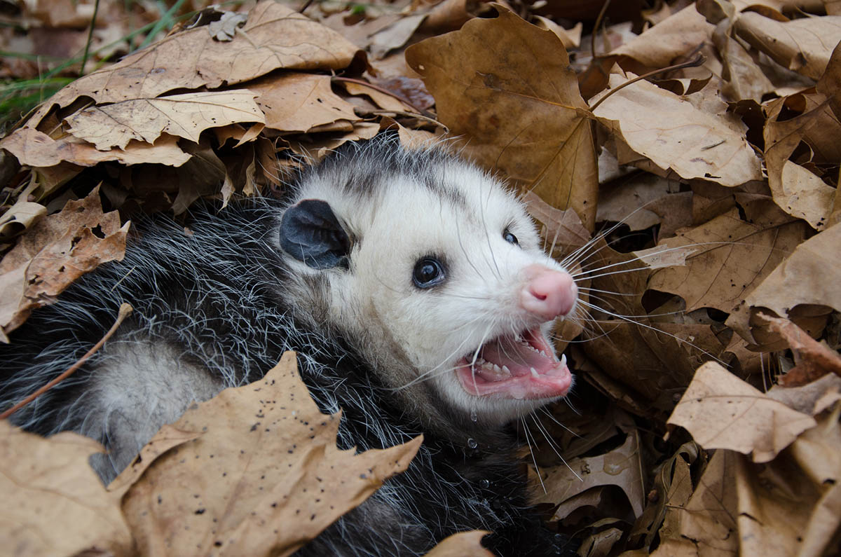 How to Get Rid of Possums