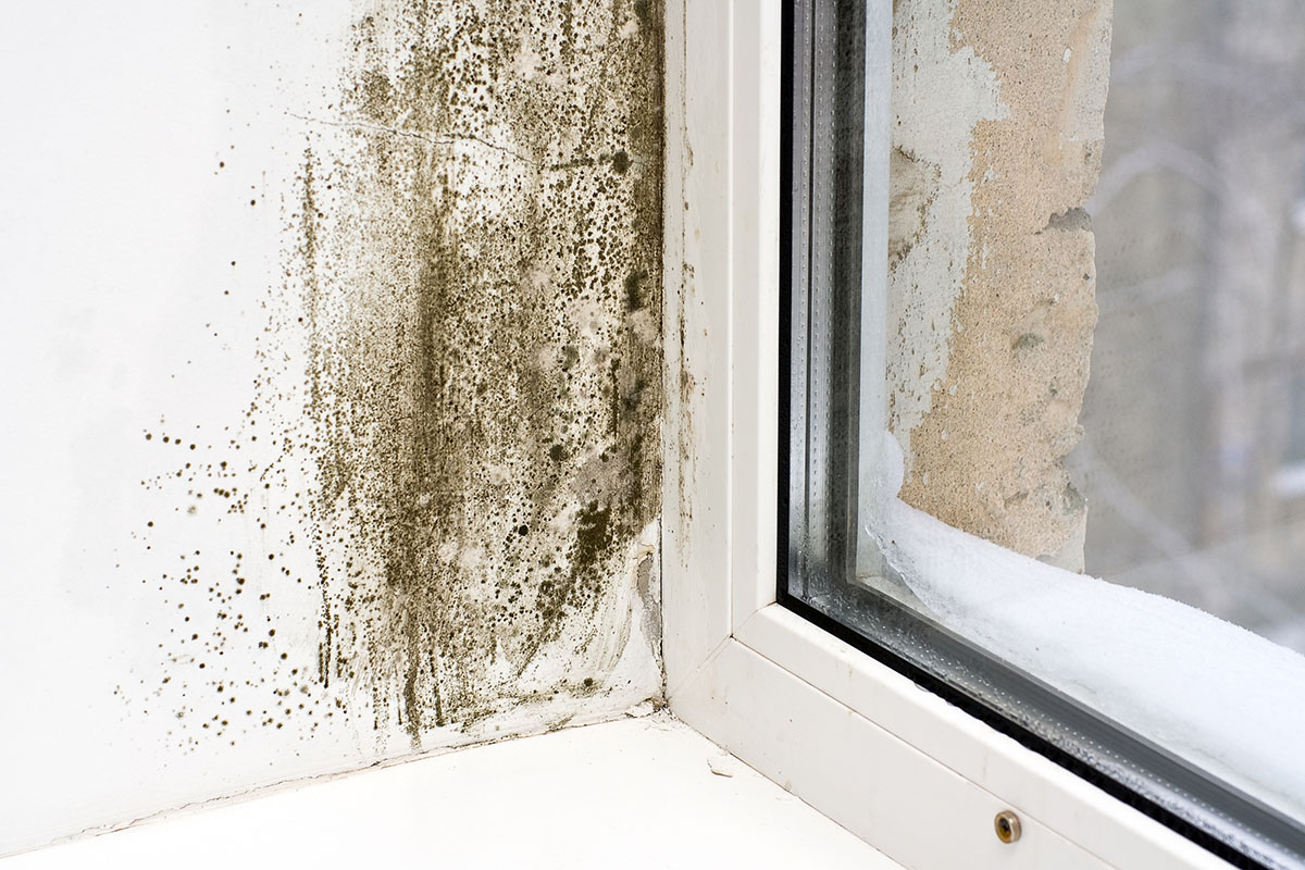 A close-up of a patch of mold on a wall next to a window.