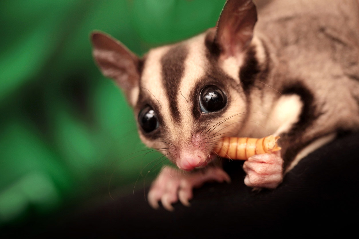 Possum vs. Opossum Possum Glider