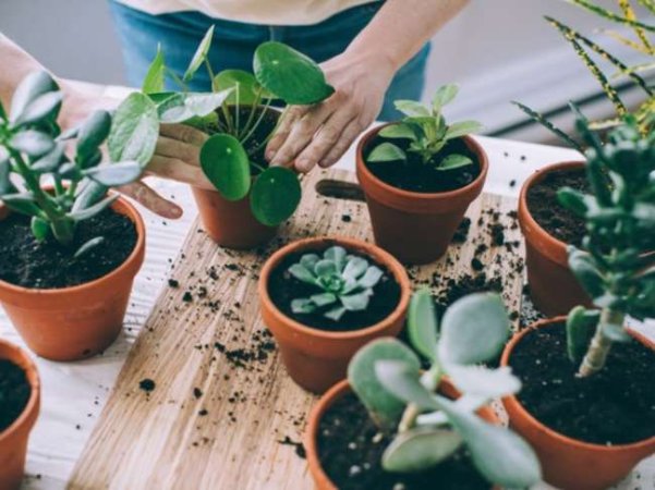 10 Houseplants You Can Propagate the Fastest for an Ever-Expanding Indoor Garden