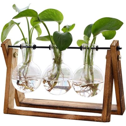 The XXXFlower Plant Terrarium With Wooden Stand growing three pothos plants on a white background.