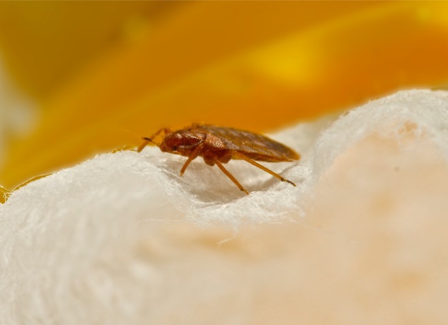 tick vs bed bug