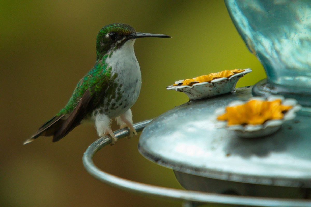 7 Important Things to Know About Your Hummingbird Feeder - Bob Vila