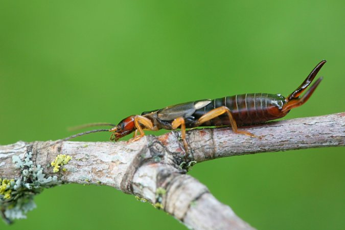 how to get rid of earwigs