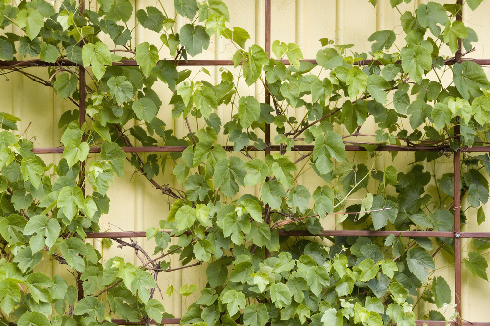 how_to_grow_grapes