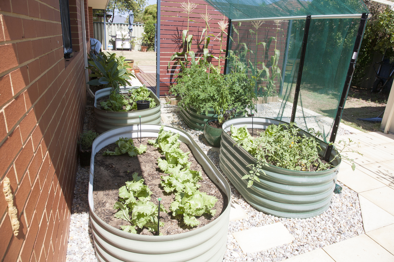 Home grown veges, backyard vegetable patch.