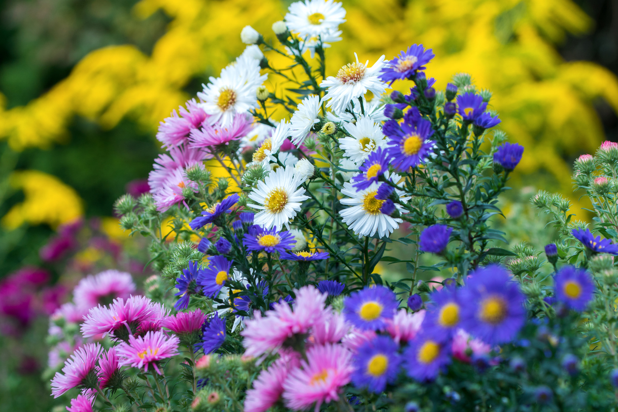 Autumn aster