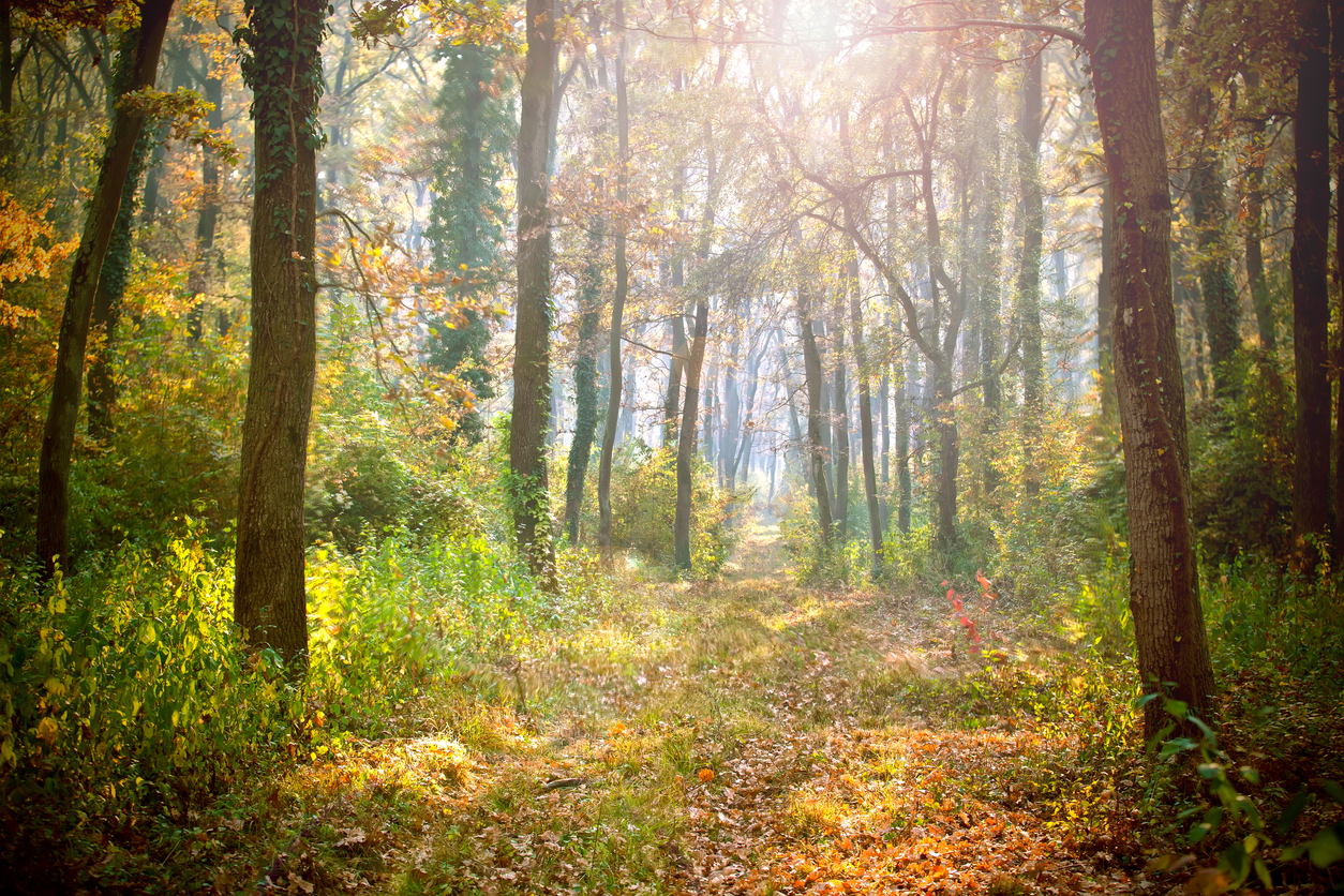 Sunny colorful forest in the summertime.Scenery of nature with sunlight