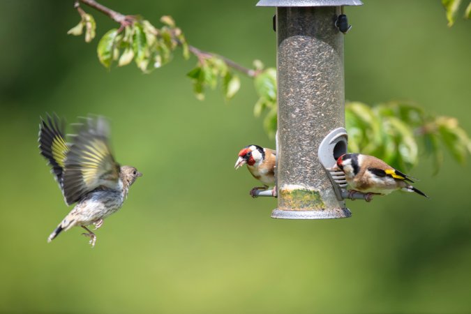 Goldfinch (Carduelis carduelis)