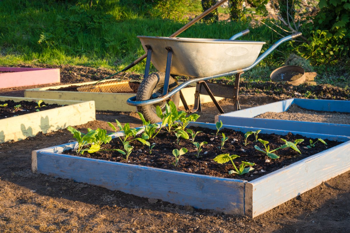 At home planting vegetable durning lockdown with covid-19