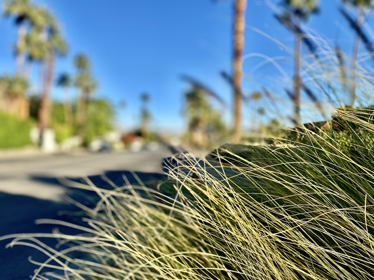 ban on ornamental grasses for water conservation