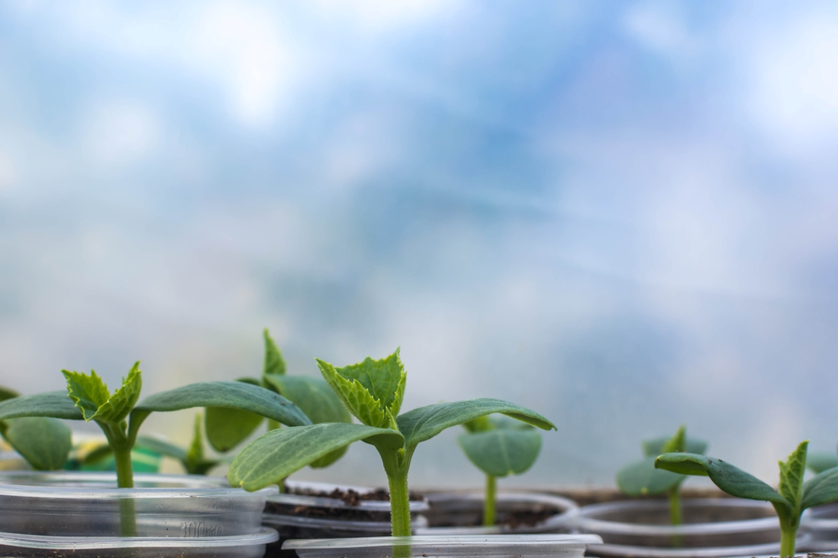 Close up of seedling leaves.