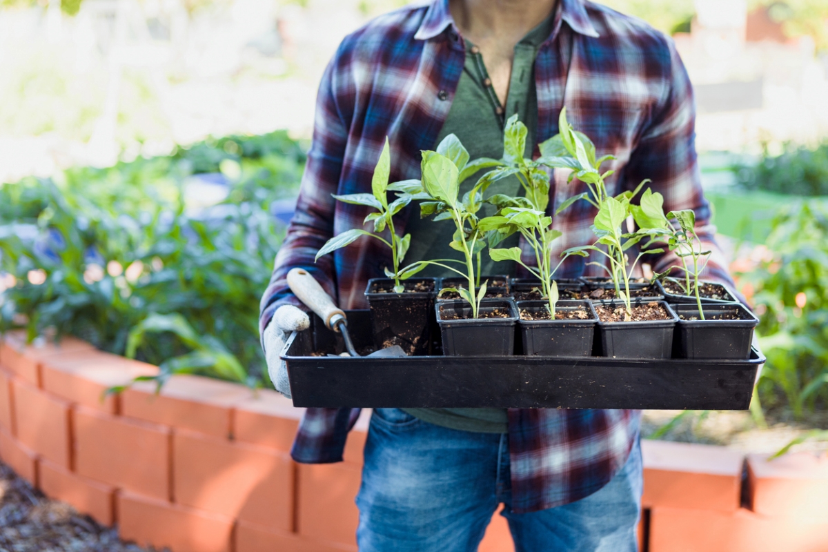 Person carrying tray of seedlings in shade.