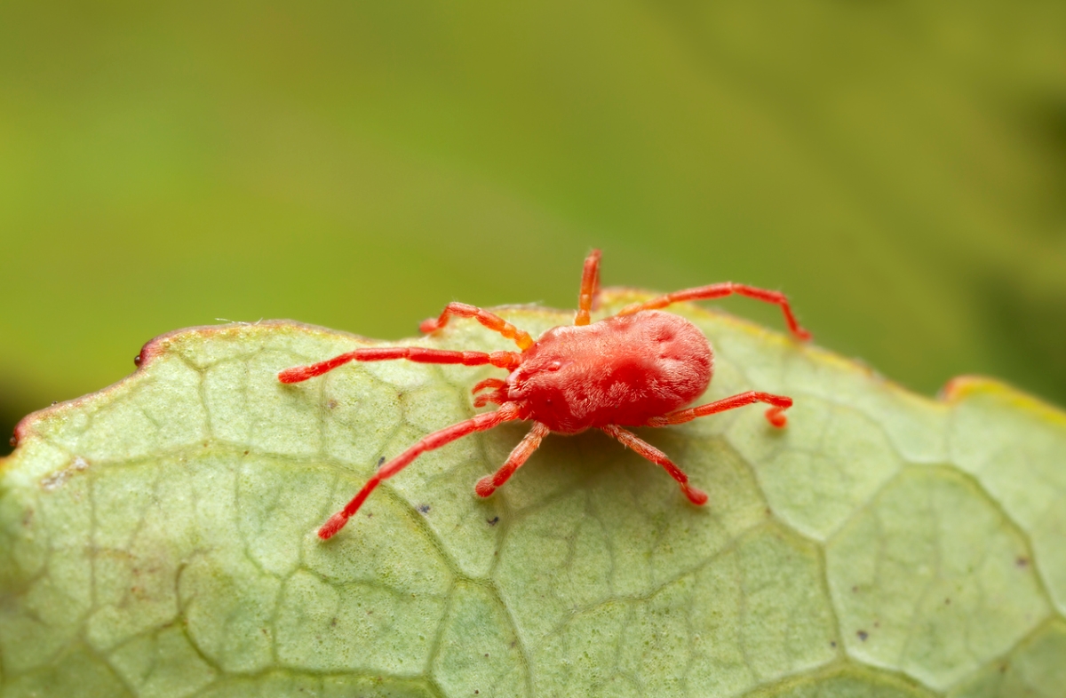 Red chigger on leaf